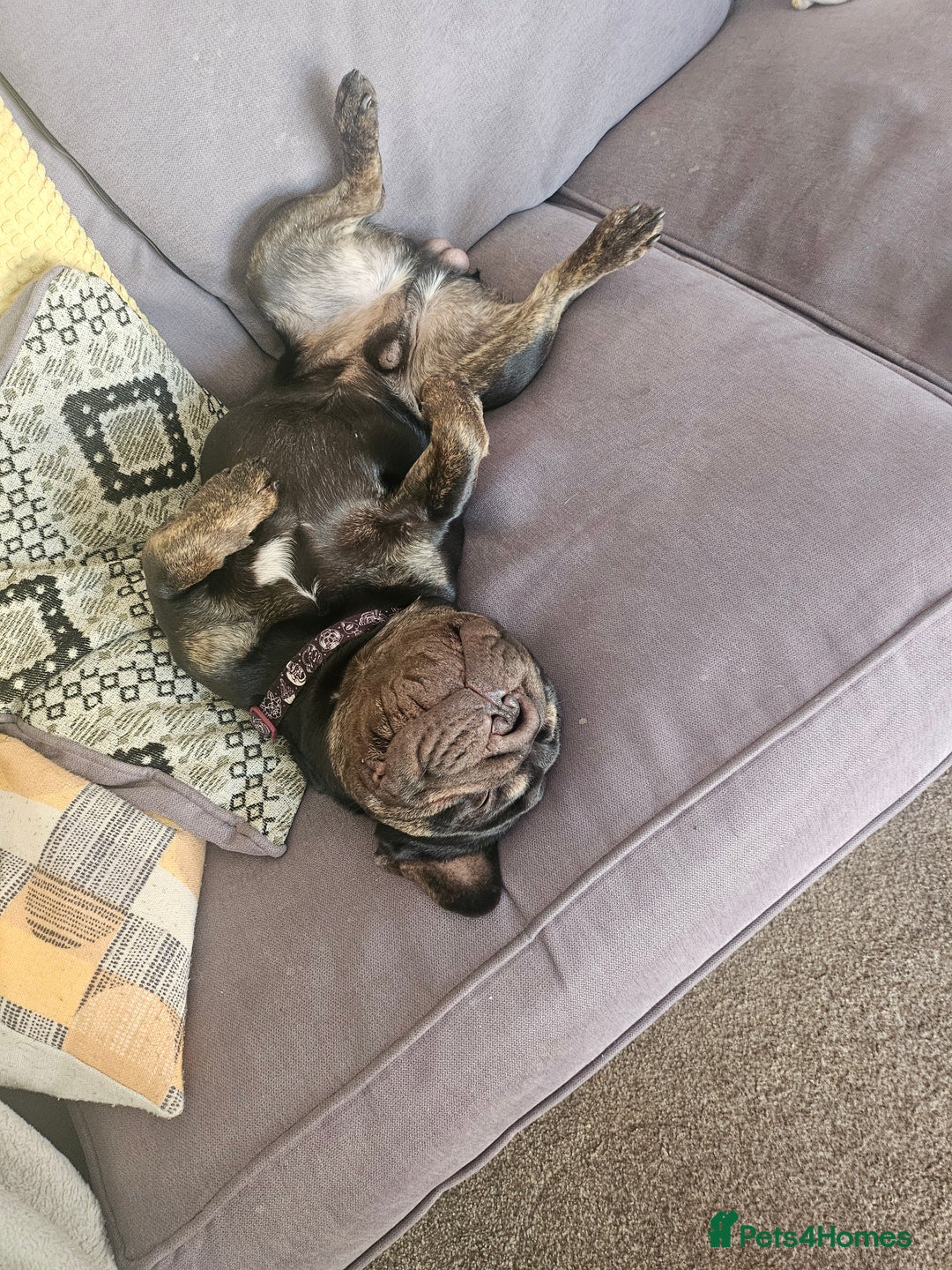 French Bulldog dogs for sale: Dugi is looking for his forever home  - Advert 12