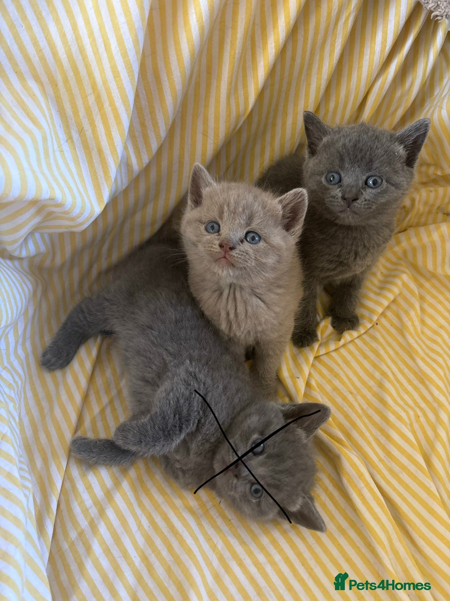 British Shorthair cats Stunning British Shorthair Kittens – Lilac & Blue - Advert 6