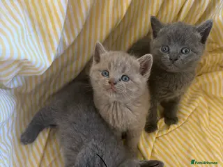 British Shorthair cats Stunning British Shorthair Kittens – Lilac & Blue - Advert 6