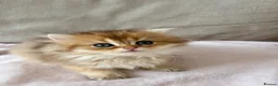 British Longhair cats for sale: Pedigree British longhair golden chocolate black - Advert 8