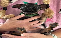Mixed Breed dogs for sale: 3 lovely little ladys  - Image 1