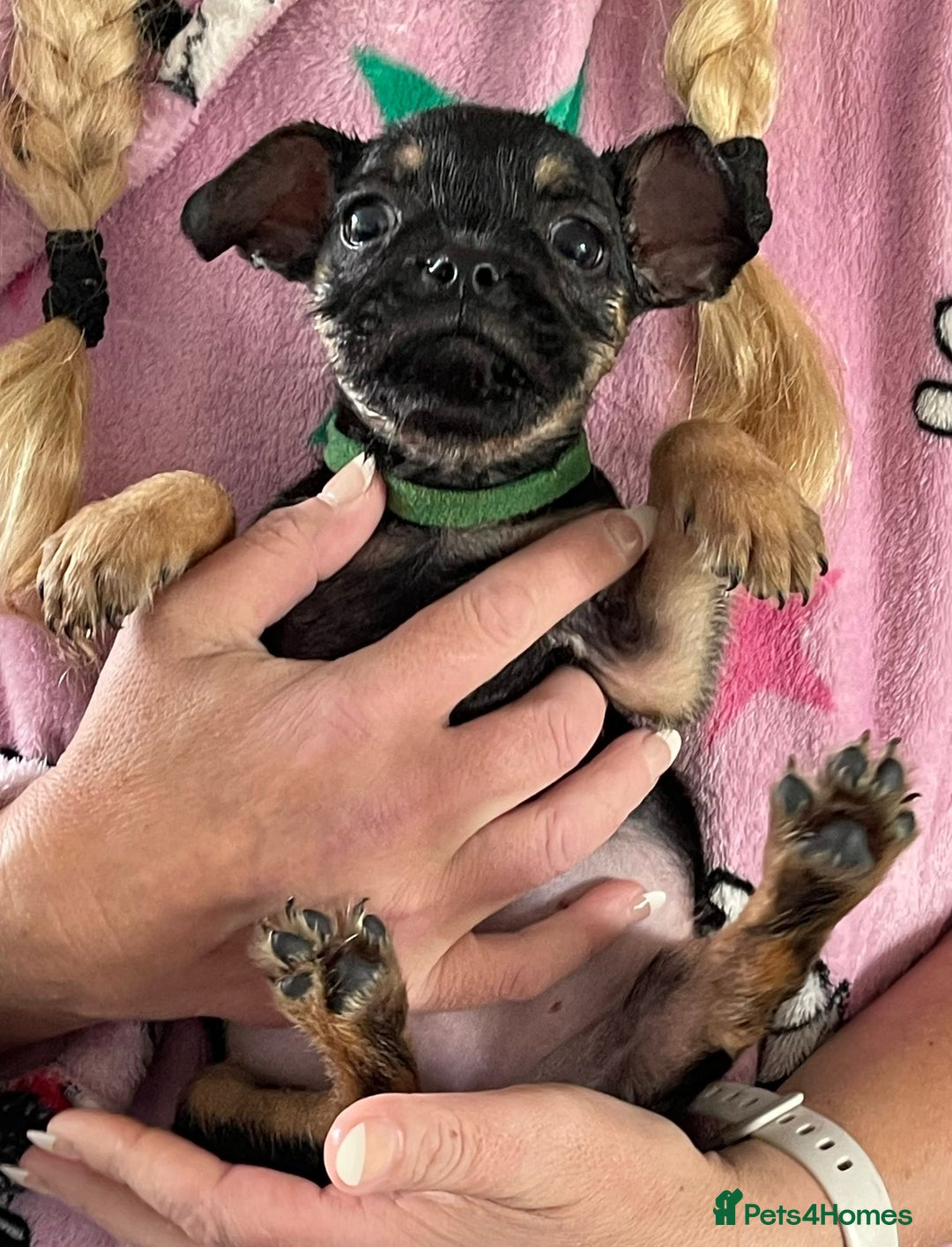 Mixed Breed dogs for sale: 3 lovely little ladys  - Image 1