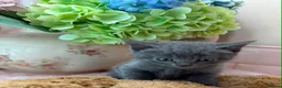 Scottish Fold cats for sale: Stunning Scottish fold & Selkirk Rex kitten  - Advert 14