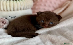 British Shorthair cats for sale: 🇬🇧✅BSH chocolate boys ⭐️GCCF💎last 2 left 🍩 - Image 9
