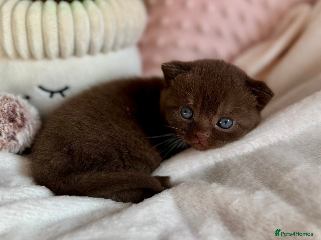 British Shorthair cats for sale: 🇬🇧✅BSH chocolate boys ⭐️GCCF💎last 2 left 🍩 - Image 9