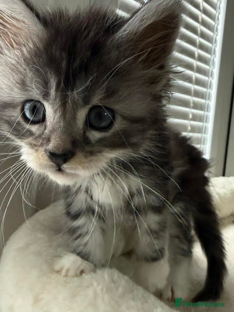 Maine Coon cats TICA Registered Maine Coon Kittens Reserve now - Advert 3