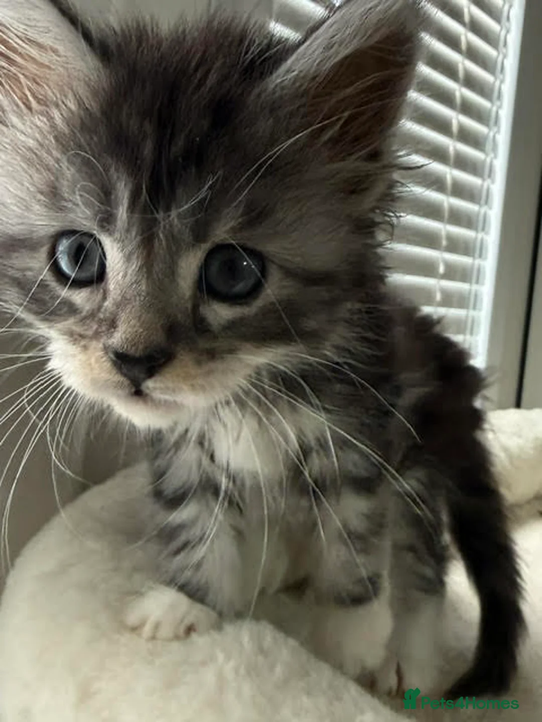 Maine Coon cats for sale: TICA Registered Maine Coon Kittens Reserve now - Advert 1