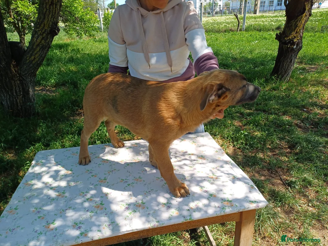 Mixed Breed dogs for adoption: BLUE, a Lovely Puppy Boy - for a Loving Home in Nottingham - Advert 27