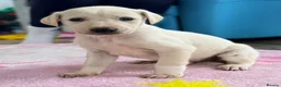 Mixed Breed dogs for sale: My beautiful Salukis puppy’s  - Advert 19