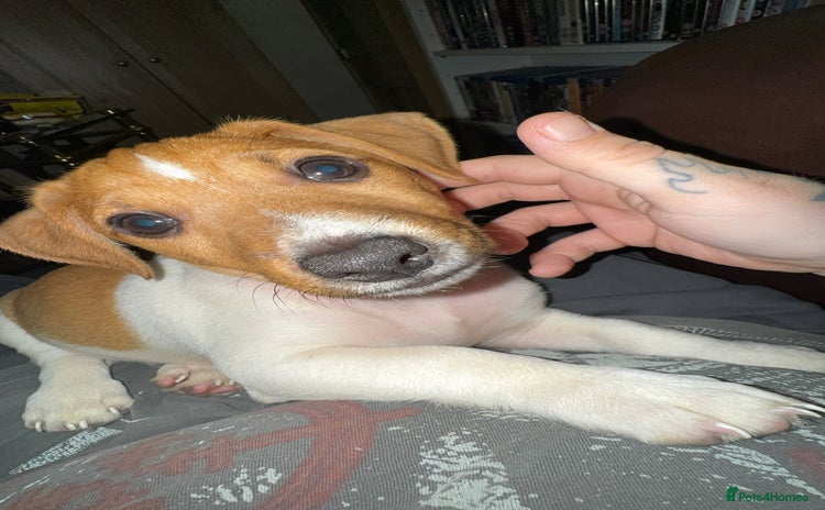 Jack Russell dogs - Advert 4