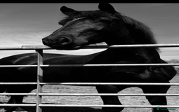 Welsh Section D horses for sale: Section D beautiful Black Mare Magic - Image 19