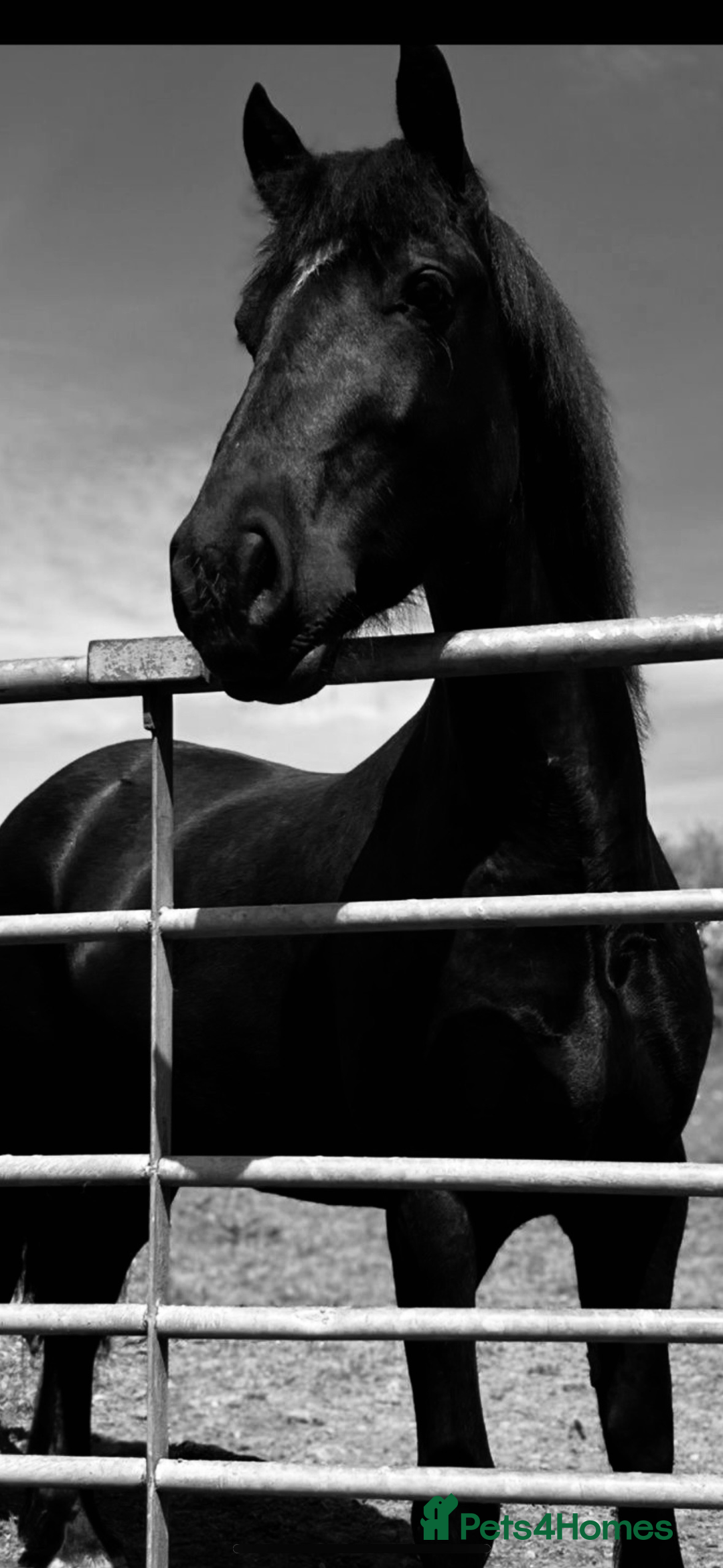 Welsh Section D horses for sale: Section D beautiful Black Mare Magic - Image 19