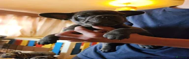 French Bulldog Puppy 3
