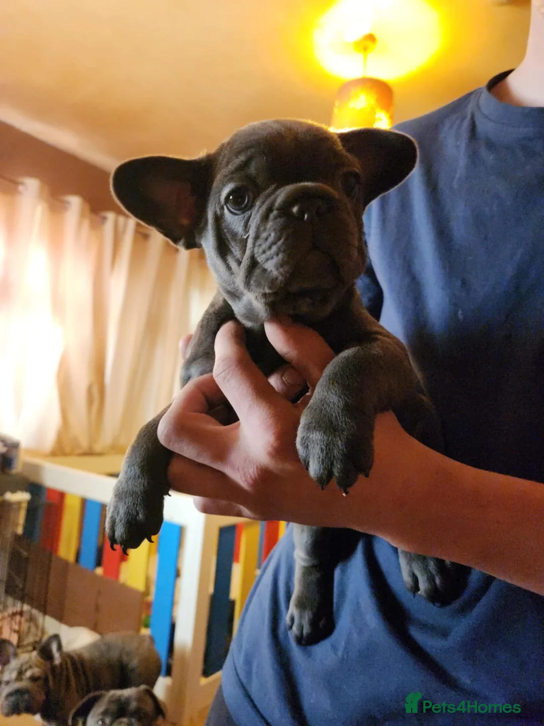 French Bulldog dogs for sale: 7 week old french bulldog puppies - Advert 6