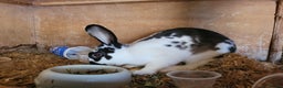 Belgian Hares rabbits for sale: 'Koda' chocolate&white butterfly Belgian Hare buck - Advert 3