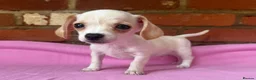 Chiweenie dogs for sale: 🌭♥️ Mexican hotdogs AKA Chiweenies ♥️ 🌭 - Advert 3