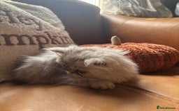 Persian cats for sale: Beautiful Pedigree Persians  - Image 12