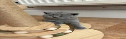 British Shorthair cats for sale: REDUCED GCCF active, 5 gen championship BSH - Advert 3