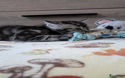 Maine Coon cats for sale: Maine Coon - Image 18