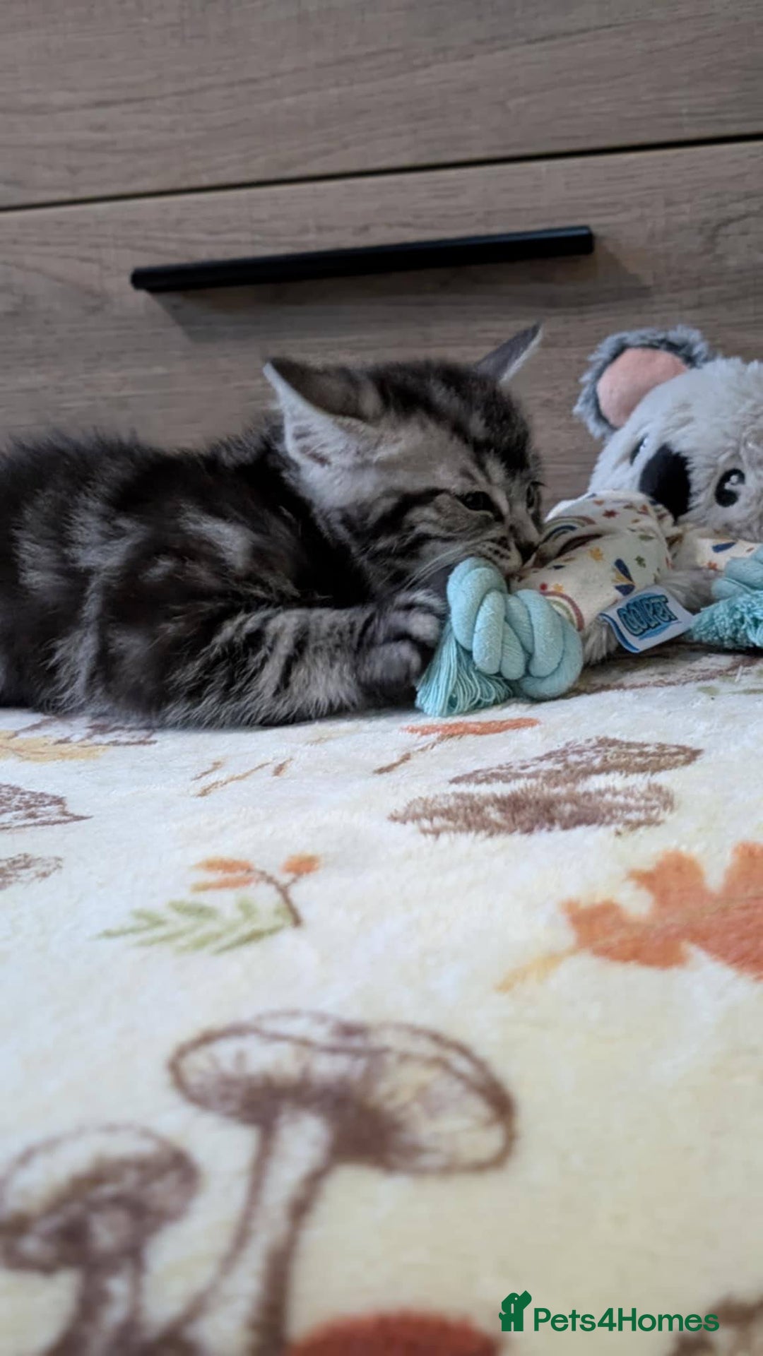 Maine Coon cats for sale: Maine Coon - Image 18