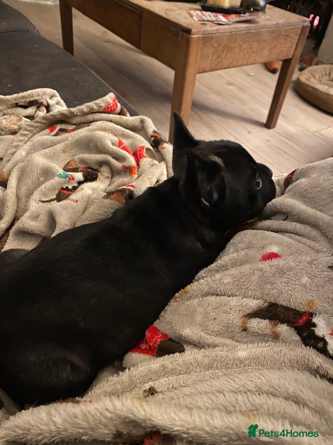 French Bulldog dogs for sale: Adorable male french bulldog pup ready now!!  - Advert 4