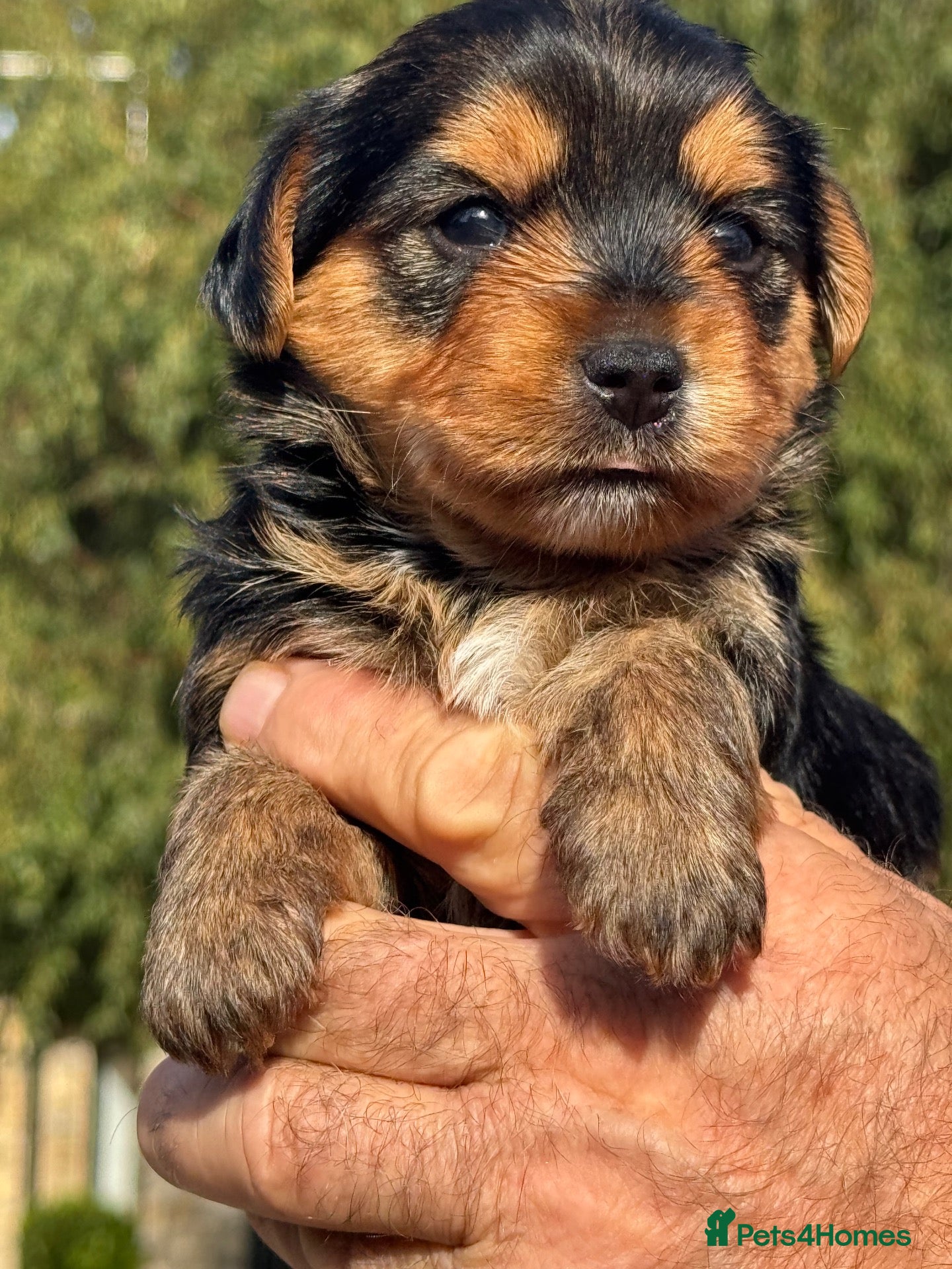 Jack Russell dogs 2 x Gorgeous Hairy, Health Tested Home Bred pups - Advert 1