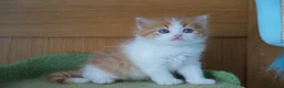 British Longhair cats for sale: Health tested ginger and white bicolour BLH - Advert 12