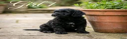 Goldendoodle dogs for sale: Beautiful miniature F1 Goldendoodle - Advert 6
