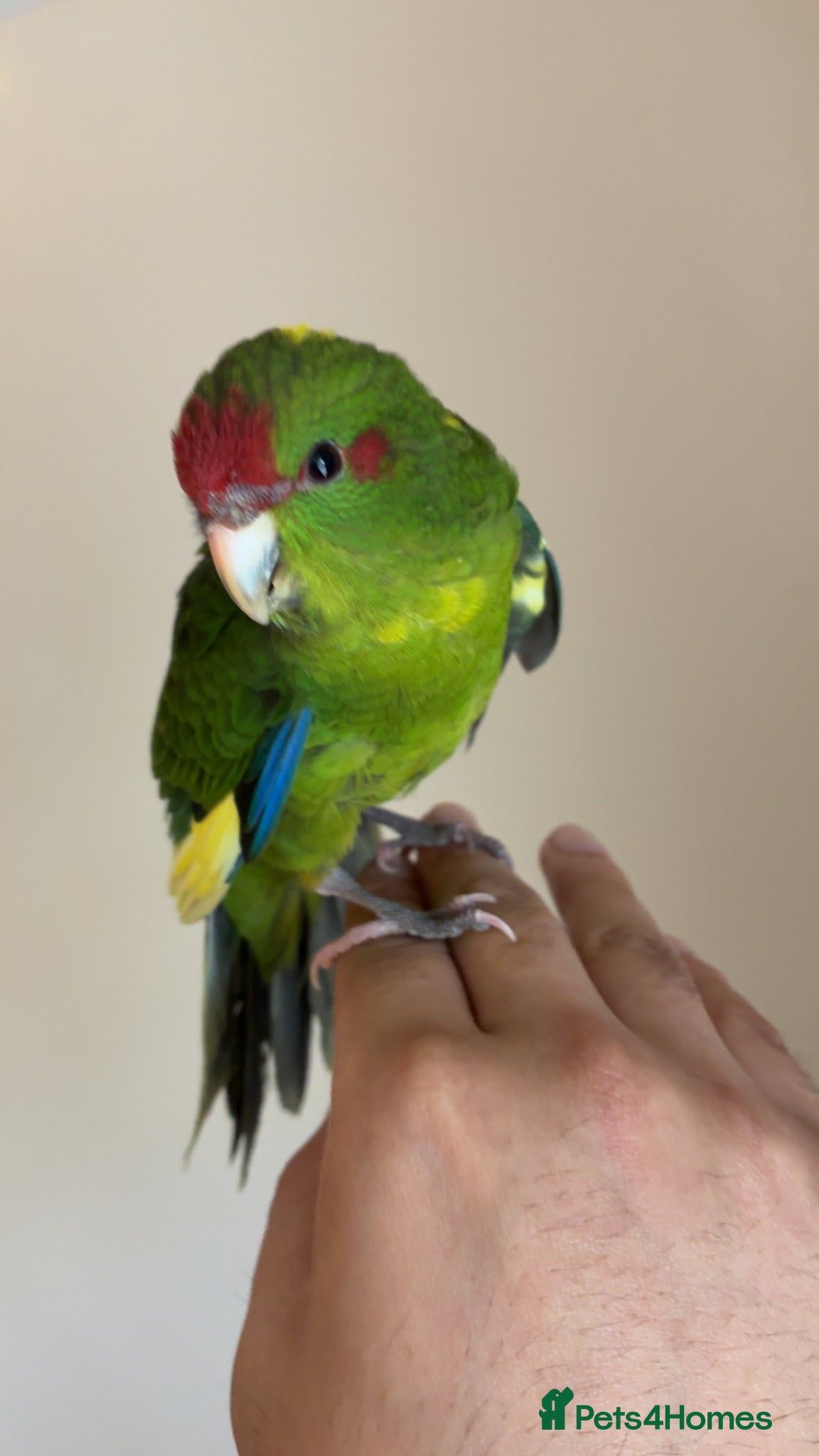Ringnecks birds Cute young tame Kakariki  - Advert 22