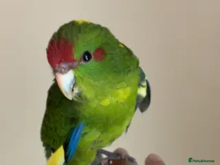 Ringnecks birds Cute young tame Kakariki - Advert 22