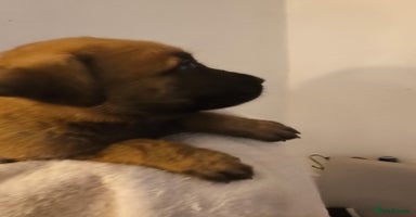 Mixed Breed dogs - Advert 11
