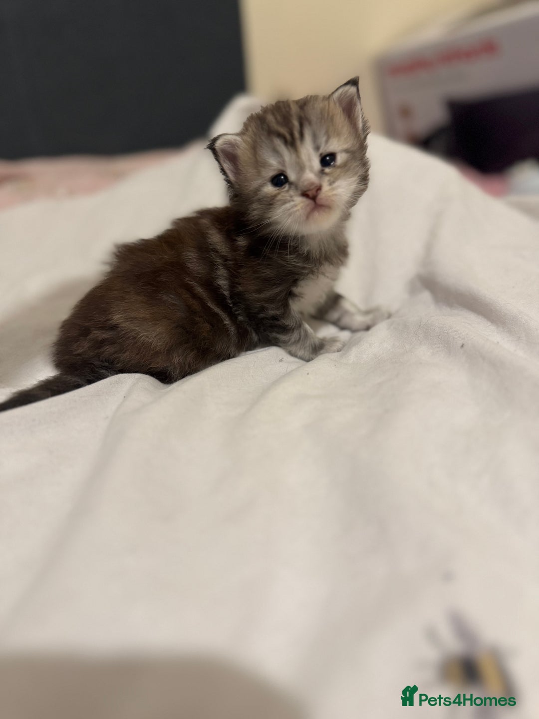 Maine Coon cats for sale: 3 week old mainecoon kittens - Advert 9