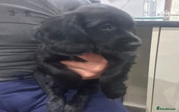 Mixed Breed dogs for sale: Fabulous Sprocker Pups - Image 7