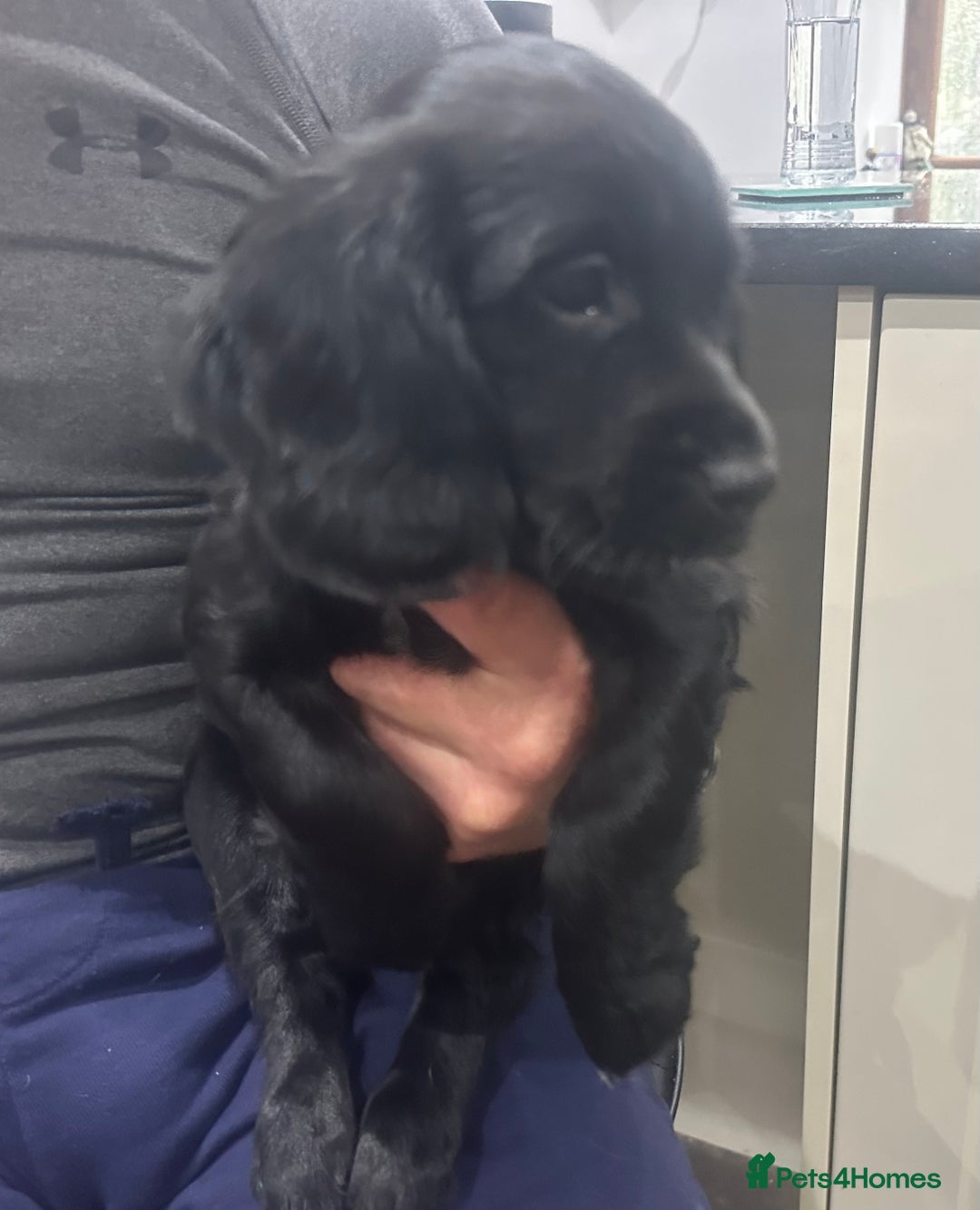 Mixed Breed dogs for sale: Fabulous Sprocker Pups - Image 7