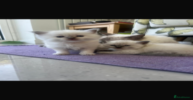 Ragdoll cats - Advert 11