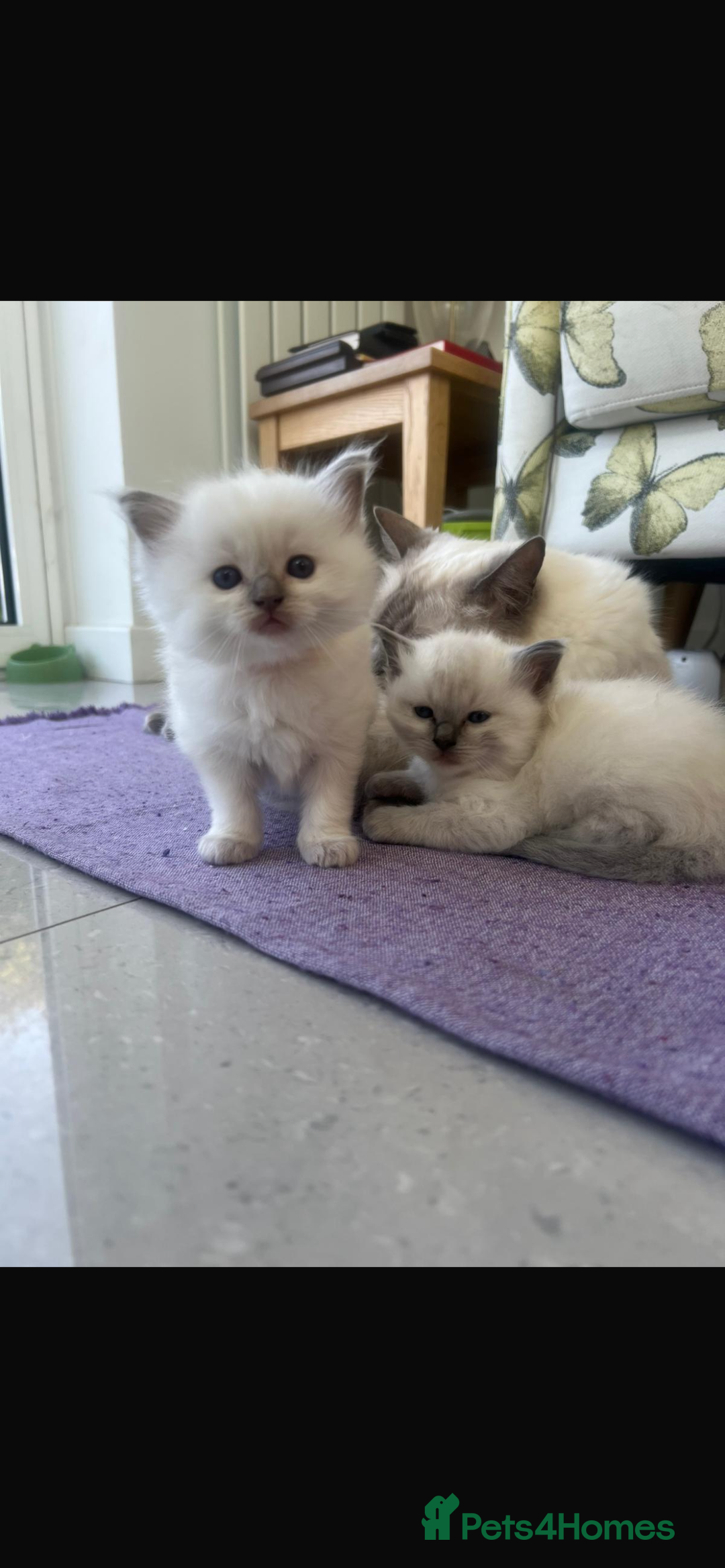 Ragdoll cats for sale: 3 beautiful purebred BLUE point RAGDOLL kittens  - Image 2