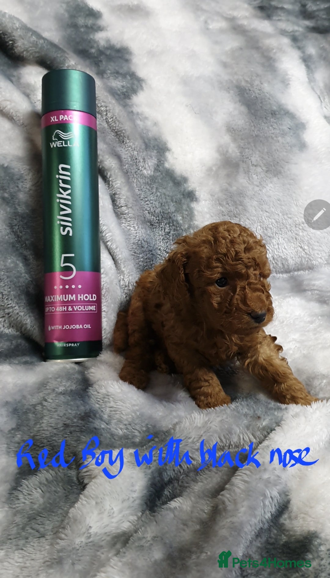Toy Poodle dogs for sale: ASIAN CHAMPION lineage, KC registered Toy Poodles - Advert 8