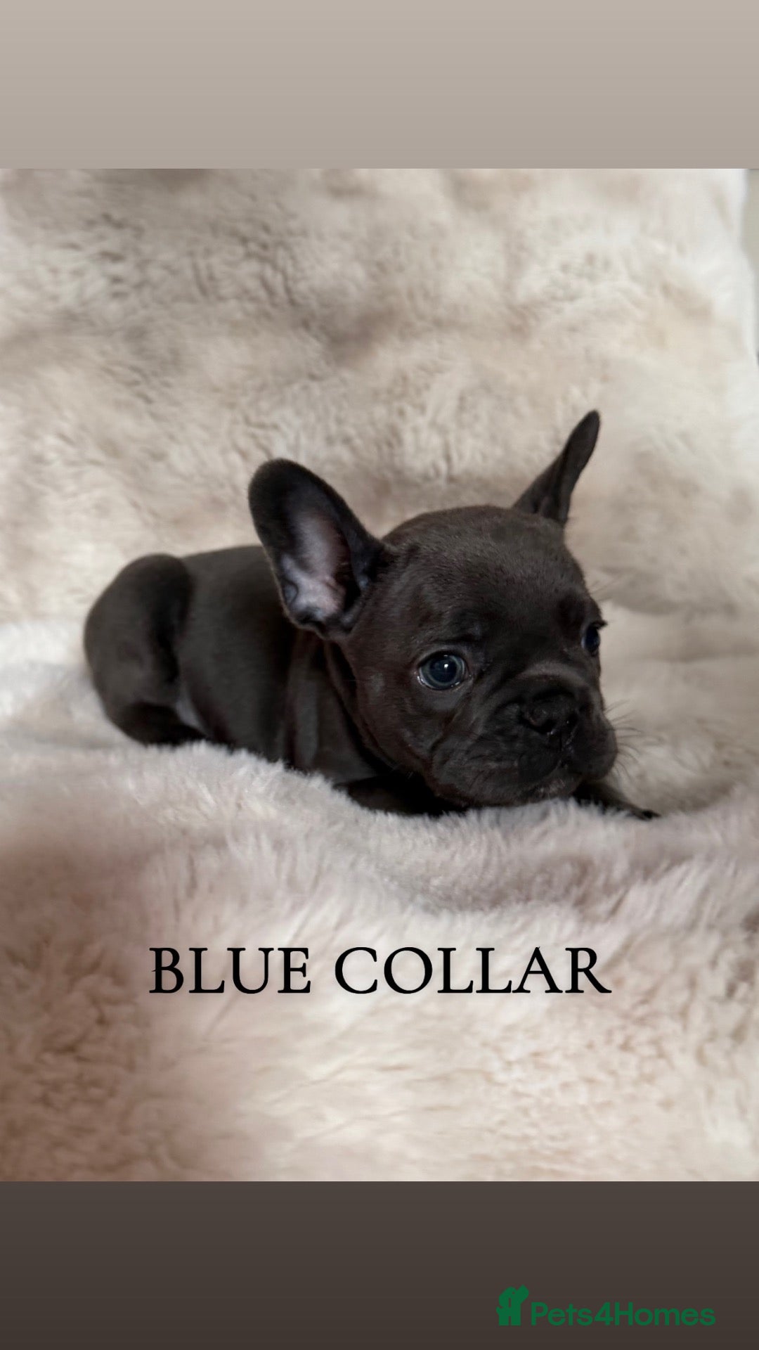 French Bulldog dogs Beautiful french bulldogs puppies 4 girls & 4 boys - Advert 1