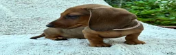 Miniature Dachshund dogs for sale: Only 1 Boy pup left  - Advert 2
