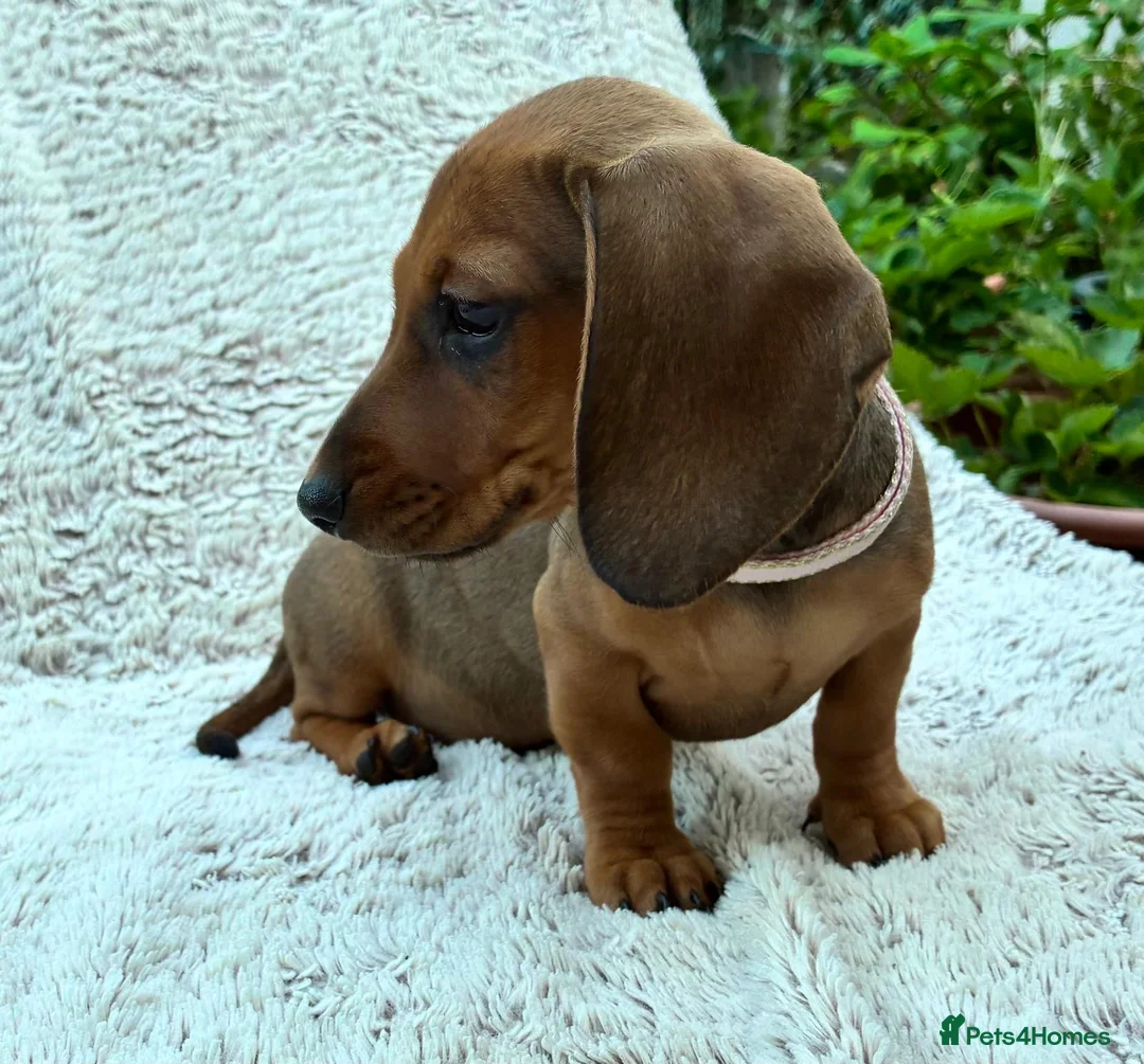 Miniature Dachshund dogs for sale: Only 1 Boy pup left  - Advert 2