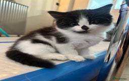 Domestic Shorthair cats for sale: ✨4 Loving Kittens Ready Now ✨ - Advert 2