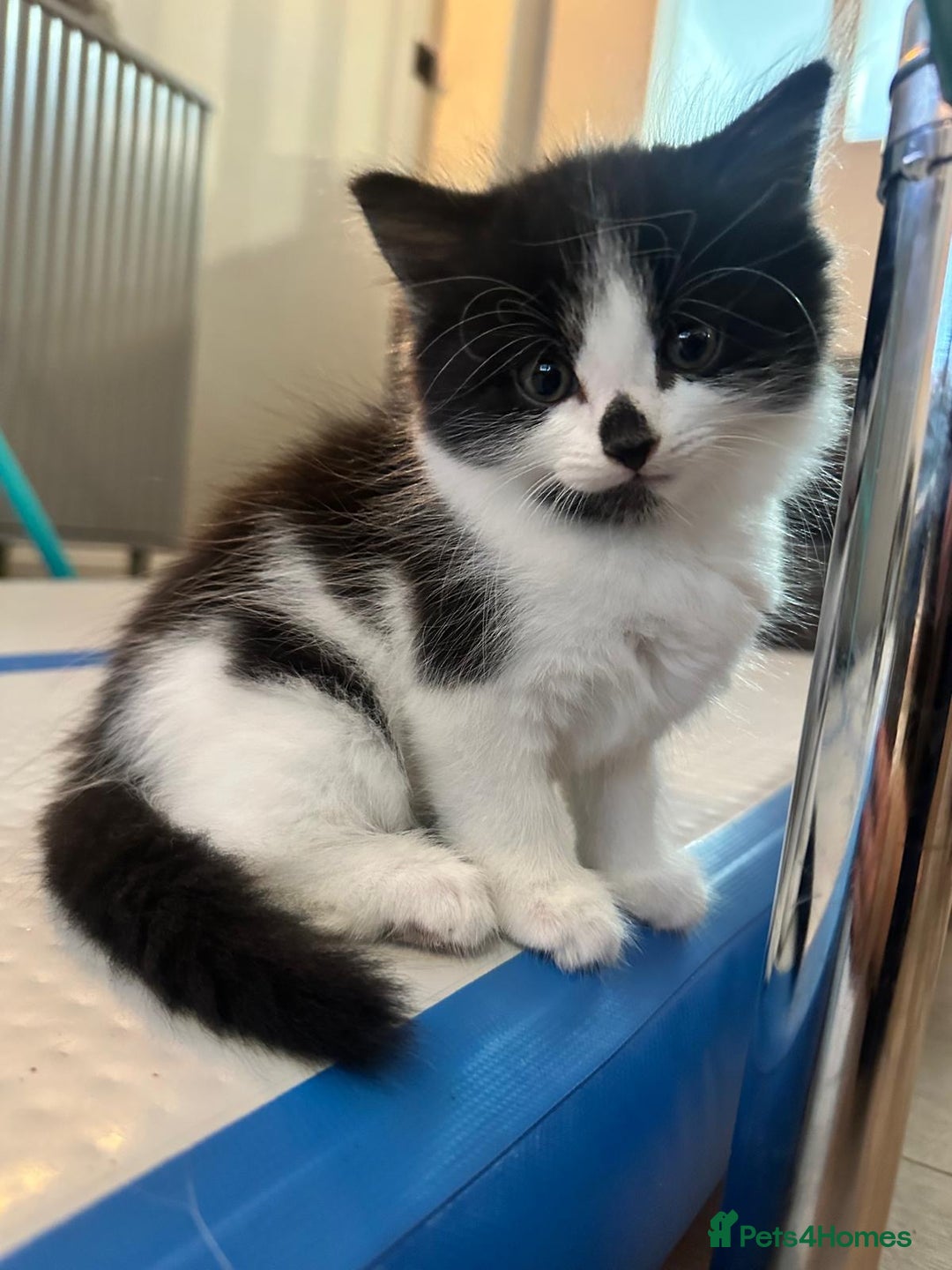 Domestic Shorthair cats for sale: ✨4 Loving Kittens Ready Now ✨ - Advert 2