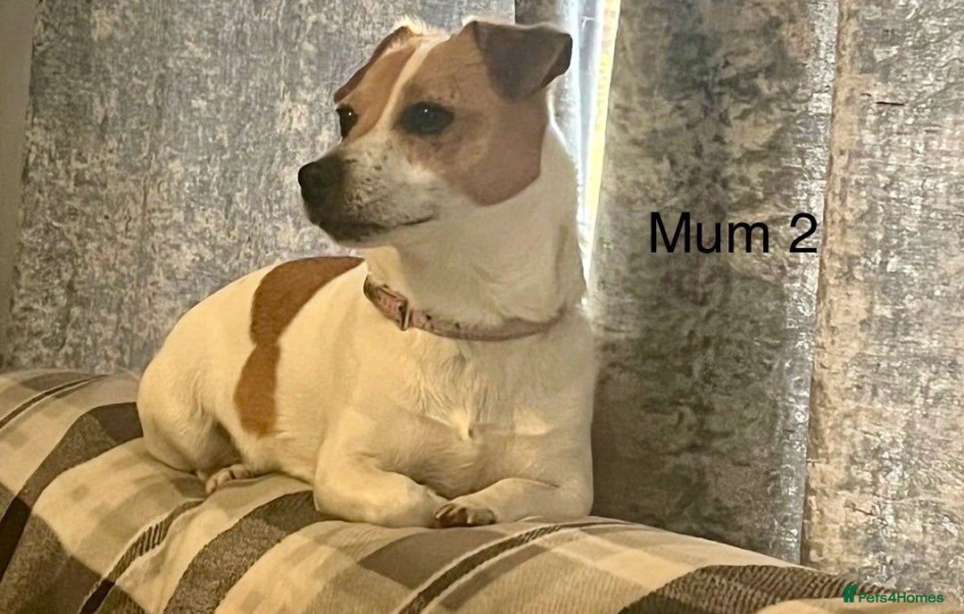 Jack Russell dogs for sale: ** Stunning Pure Miniature Jack Russell Pups ** - Image 18