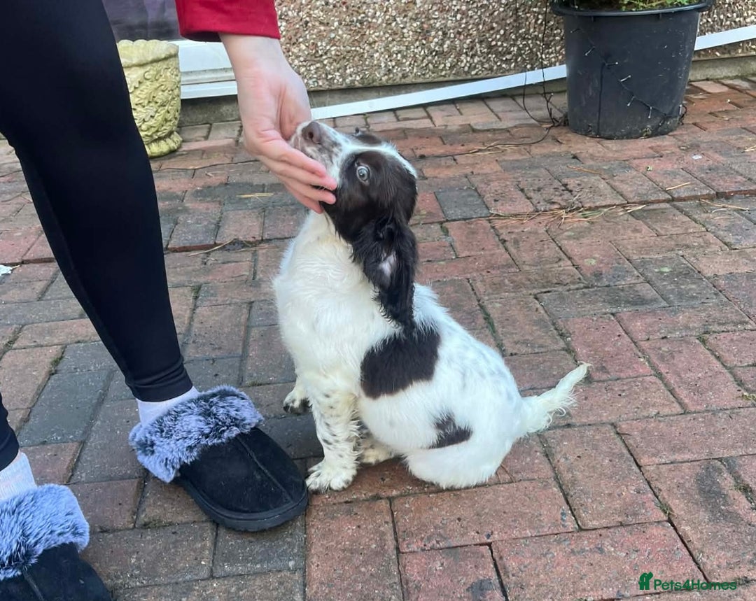 Cocker Spaniel dogs for sale: Male cocker spaniel puppy  - Advert 5