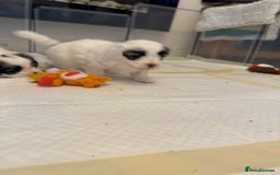 Mixed Breed dogs for sale: Maltese Cross Puppies for Sale  - Image 15