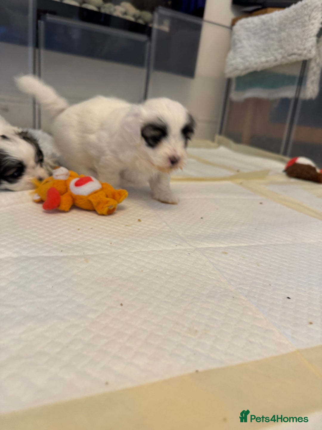 Mixed Breed dogs for sale: Maltese Cross Puppies for Sale  - Image 15