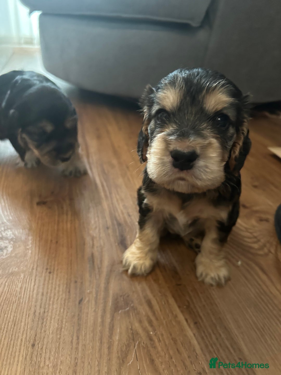 Cocker Spaniel dogs for sale: Cocker spaniel puppies - Image 2