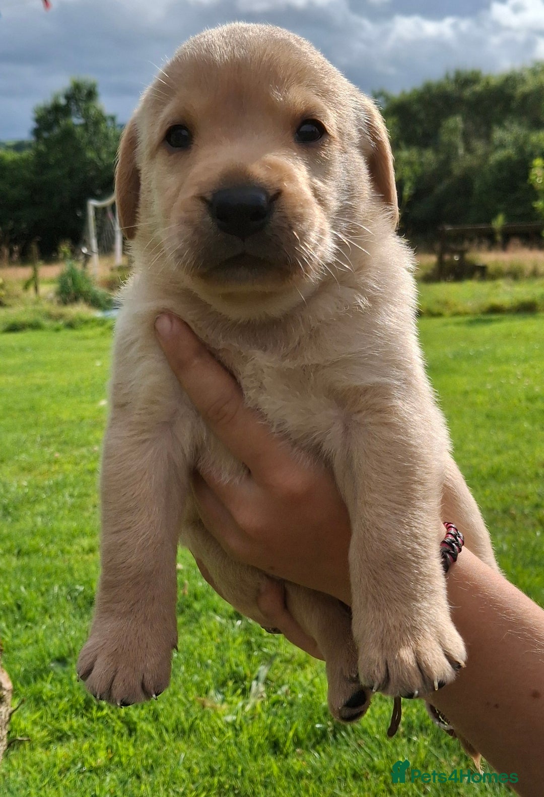 Labrador Retriever dogs for sale: Pedigree labrador puppies  - Image 1