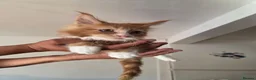 Maine Coon cats for sale: Maine Coon Kittens For Sale  - Advert 7