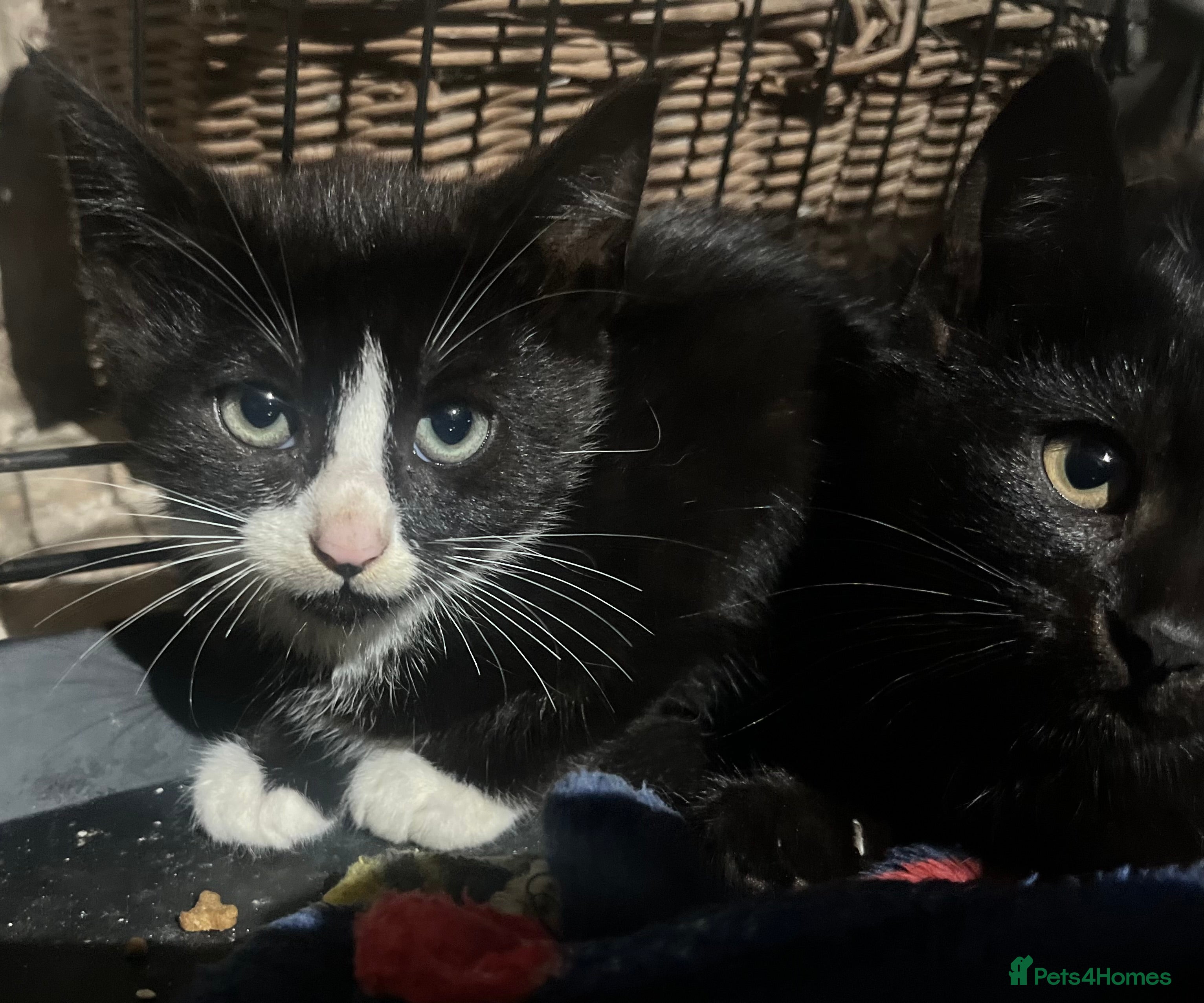 Domestic Shorthair cats Farm kittens for sale  - Advert 2